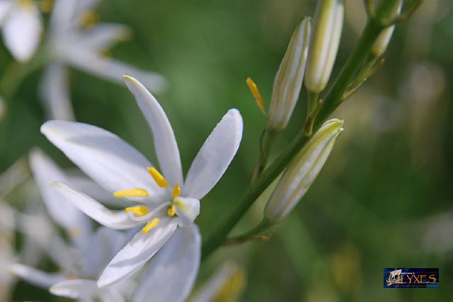 liliasfodelo  maggiore.JPG
